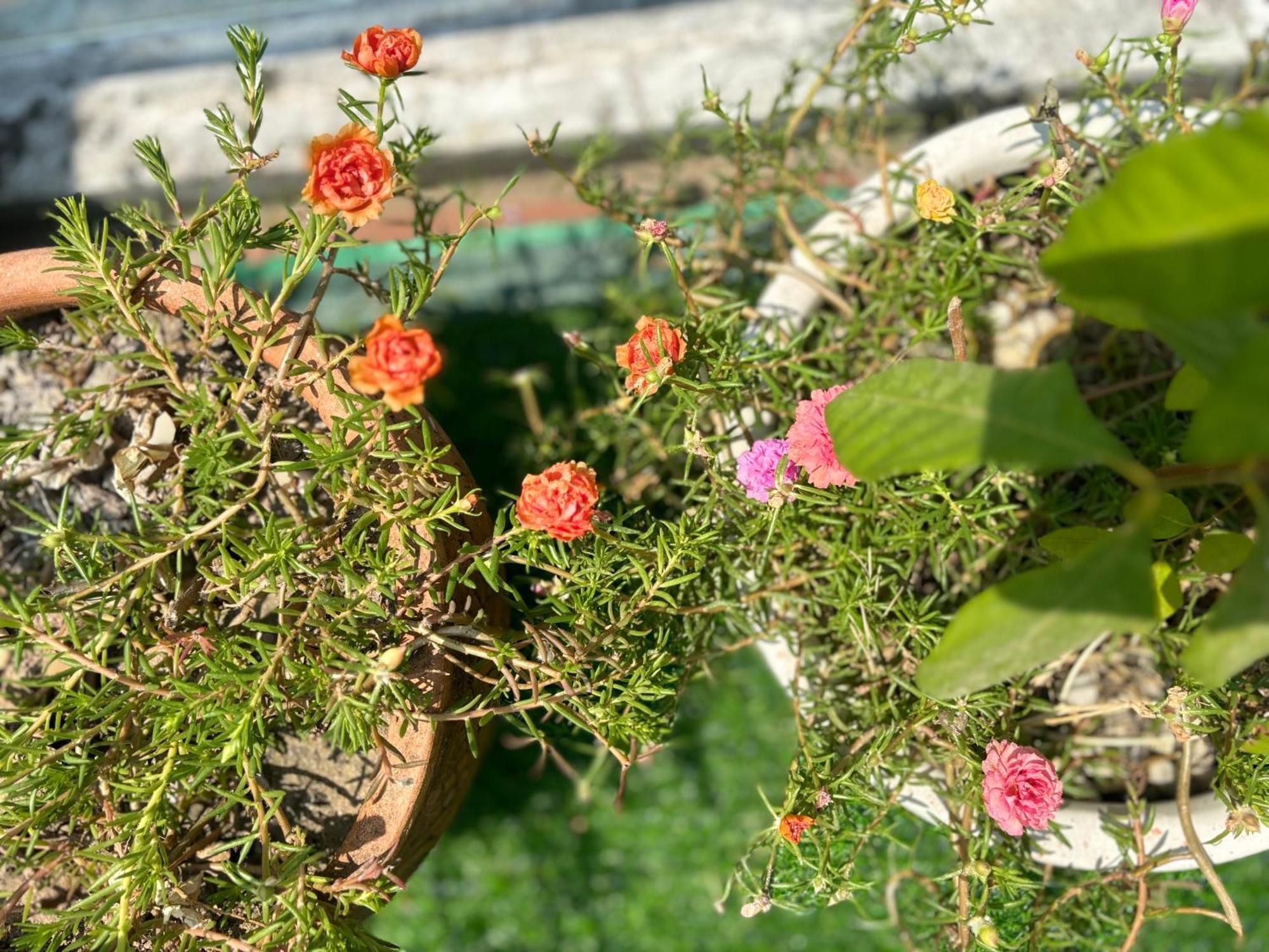 Good Morning Hoi An Homestay And Hostel Екстериор снимка